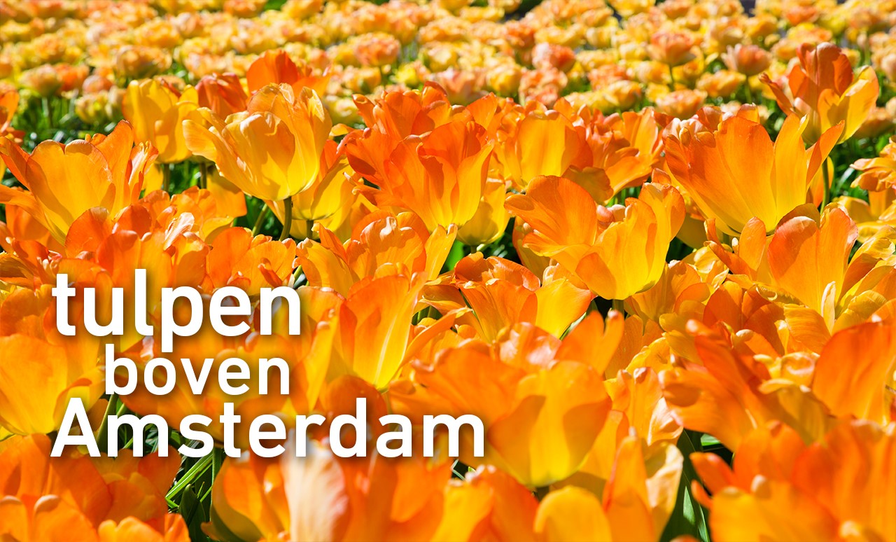  Tulpen boven Amsterdam