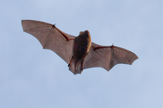 1228 Gewone-dwergvleermuis@Mark-Kras---Staatsbosbeheer
